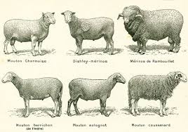 Black And White Sheep Breeds Nz 1922 Antique Sheep Breeds Vintage Farm Animals Domestic Etsy Sheep Breeds Animals Black And White Farm Animals