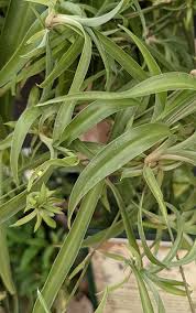 Image result for Chlorophytum silvaticum
