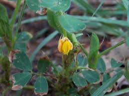 Image result for Arachis hypogaea