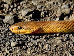 Snake, any of more than 3,400 species of reptiles distinguished by their limbless condition and greatly elongated body and tail. India Angry Bihar Man Chews Venomous Snake After Being Bitten India Gulf News