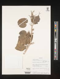 Image result for Ipomoea kituiensis