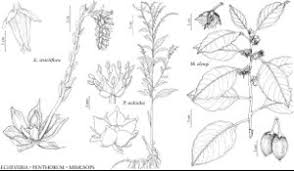 Image result for Mimusops elengi