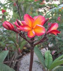 Frangipani Dwarf Plumeria Frangipani Tree Rooted Started Plant Plants Growing Seeds Starting Seeds Indoors