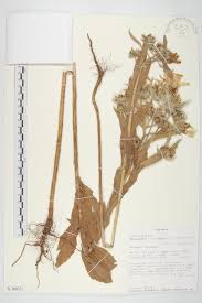 Image result for Astripomoea hyoscyamoides