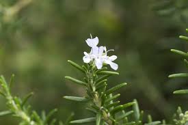 We did not find results for: Caring For White Rosemary Uses For White Flowering Rosemary In Gardens