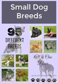 All Small Dog Breed List A Z 90 Tiny Dogs Pictures