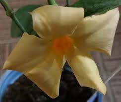 Image result for dipladenie žlutá obrázek