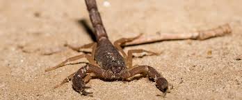 Our technicians provide superior tucson pest control services. Pest Control Service Rat Removal Tucson Oro Valley Oracle Az