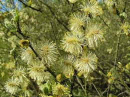 Image result for Goat Willow