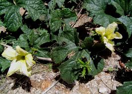 Image result for Peponium