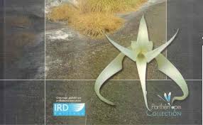 Image result for Eggelingia clavata