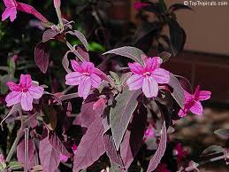 Image result for Ruellia makoyana
