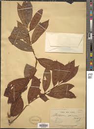 Image result for Strephonema mannii