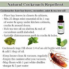 How To Make A Natural Roach Repellent When Protecting Your Family From The Dangers Of Natural Roach Repellent Natural Insect Repellant Cockroach Repellent