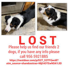 Lost Dogs in Manor, Texas, Reunited