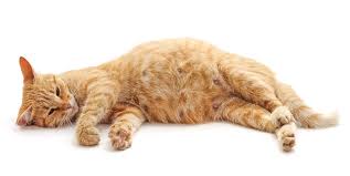 Breast cancer awareness for pets. How Many Nipples Does A Cat Have Vet Explains Pets