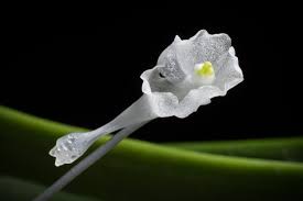 Image result for Podangis