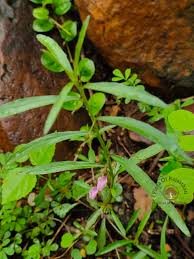 Image result for Afrohybanthus enneaspermus