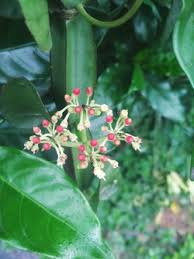 Image result for Cissus quadrangularis