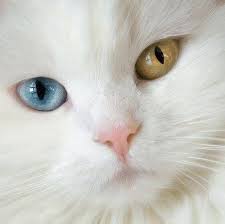 Van Kedisi Felinos Gatos Perros
