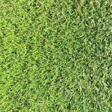 Plant a small section of zoysia sod. Empire Zoysia Grass Plugs 1 Tray Walmart Com Walmart Com