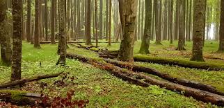 Homeb@nking servis pruža vam mogućnost da bez odlaska na šalter obavite bilo koje plaćanje sa svog računara uz proviziju manju i do 4 puta! Waldbegang Mit Dem Forstbetrieb Ottobeuren Bund Naturschutz In Bayern E V