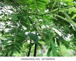 Image result for Faidherbia albida