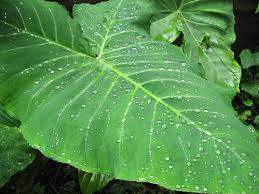 File:Kachu leaf by Piyal kundu.jpg - Wikimedia Commons
