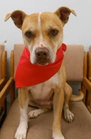 Weather can make or break your trip, especially if you're hoping to spend. Adopt Lola On Petfinder Humane Society Pamper Pets Pacific County