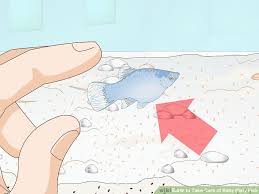 How To Take Care Of Baby Platy Fish 9 Steps With Pictures