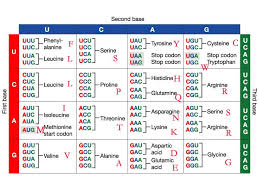 38 Organized Amino Acid Chart Letters