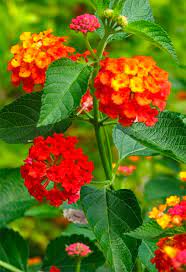 Lantana How To Grow Propagate Lantanas Multi Coloured Blooms