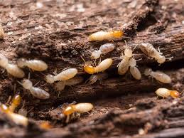 Maybe you would like to learn more about one of these? Ten Little Known Facts About Termites Termite Resource Center Articles