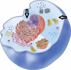 We did not find results for: Ciri Ciri Sel Eukariotik Konsep Dan Arti Diulas Oleh Naisha Pratiwi Adalah Top