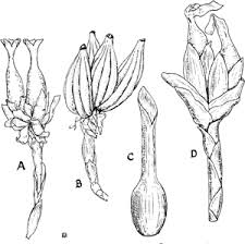 Image result for Aframomum spiroligulatum