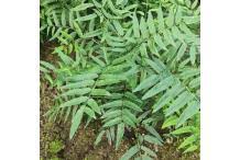 Image result for Coniogramme africana