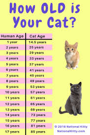 See full list on calcuworld.com Kitten Month Old Kitten Kitten Cat Pictures Novocom Top