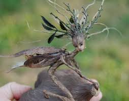 Wood Sprite Www Fairygallery Be Fairy Art Fairy Dolls Fairy Garden