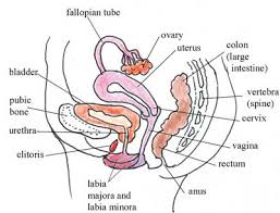 Illustration of how women period pass through the female organs? answered by dr. Olcreate Heat Anc Et 1 0 Antenatal Care Module 3 Anatomy And Physiology Of The Female Reproductive System 3 2 Anatomy And Physiology Of The Female Reproductive Organs