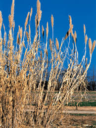 Image result for Arundo