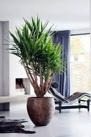 Yucca La Plante Du Mois De Mars Paris Cote Jardin Deco Plantes Interieur Yucca Elephantipes Decoration Plantes Interieur
