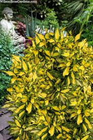 Image result for Aucuba