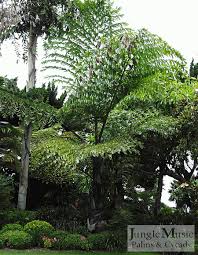 Image result for Caryota