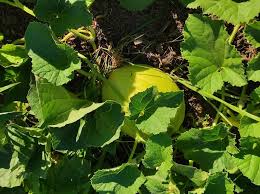 Image result for Cucumis melo