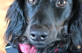 At caldwell pet hospital, we love your pets like family. Cleveland Pet Hospital 2619 Cleveland Blvd Caldwell Id 83605 Yp Com