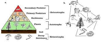 A food chain in a grassland ecosystem may consist of grasses and other plants, grasshoppers, frogs, snakes and hawks (figure 8.3). Energy Flow Ecology Wikipedia