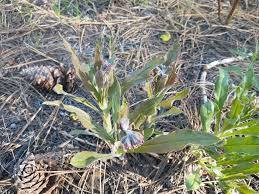 Image result for Elaphoglossum tanganjicense