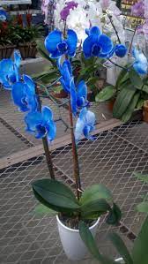 My Husband Bought Me These Orchids Arent They Gorgeous Arent I Lucky So Far They Are Doing Greata New Leaf And Al Orchid Flower Orchids Blue Orchids