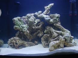 Xoph's inception is a unique bone bowbone bowbow physical damage: Reef Rain A Cube S Life Bc14 Nano Reef Journals Nano Reef Community