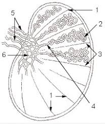 Boyutlarında olup, skrotum içerisinde yerleşmiş bir çift organdır. Seminiferous Tubule Wikipedia